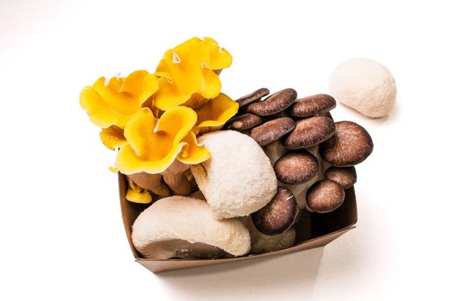 Private Interactive Mushroom Farm Tour (Age 8+) in Buda, Texas