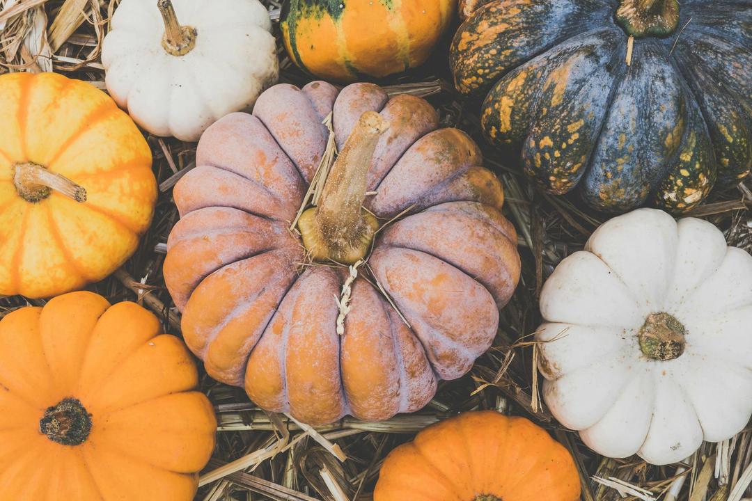 From Squash to Symbol: A Brief History of Pumpkins in America
