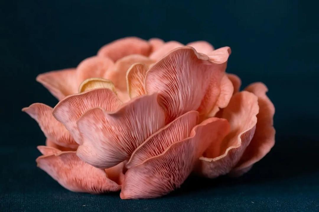 The Truth About Mushrooms: Are They Really *That* Healthy?
