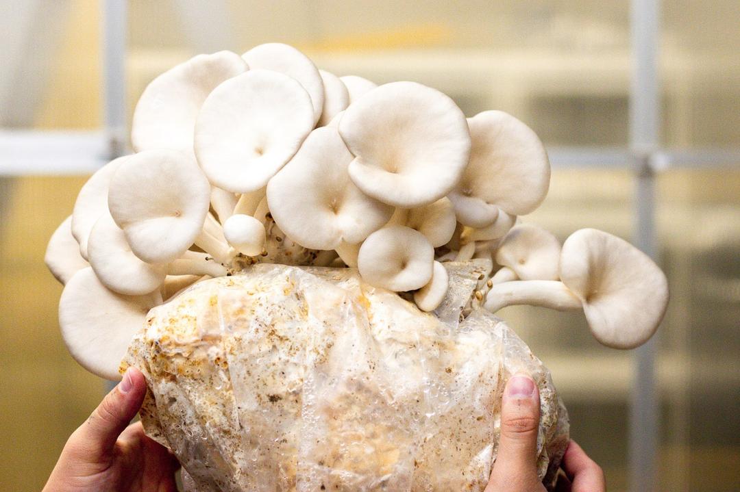 Mushroom Growing 101: Your DIY Journey Starts Here