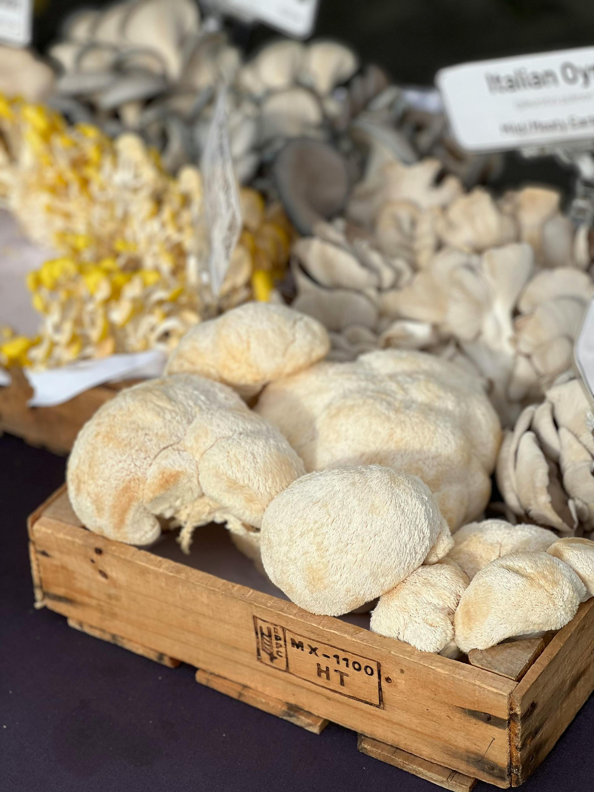 Cooking with Mushrooms: From Grocery Store to Gourmet