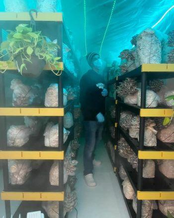 How Urban Mushroom Farms Grow Food Without Soil or Sunlight