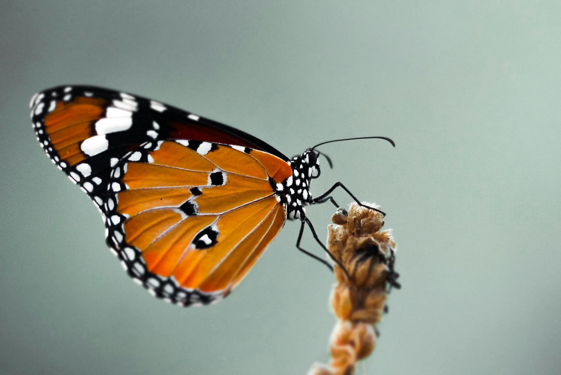 What the Experts Say About Raising Butterflies at Home