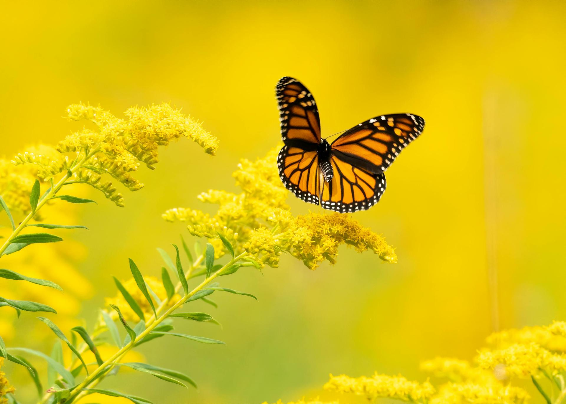 Butterflies as Pollinators: What Do They Do for Farms?