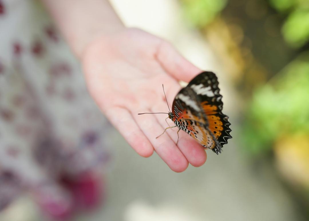 Are Butterfly Kits the Right Choice for Your Family or Classroom?