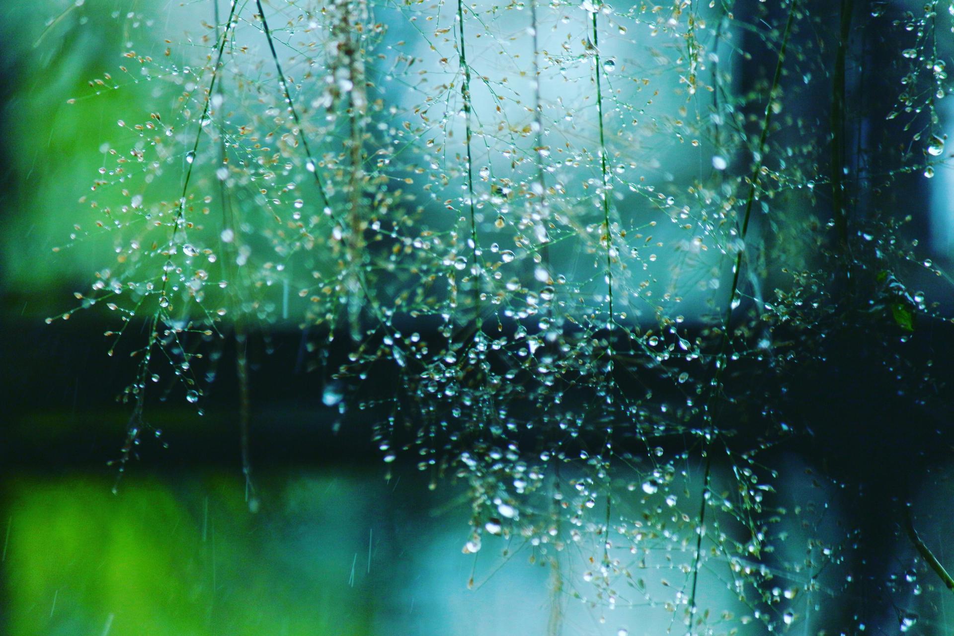 Can You Do a Garden Field Trip in the Rain? (Yes—Here’s How)