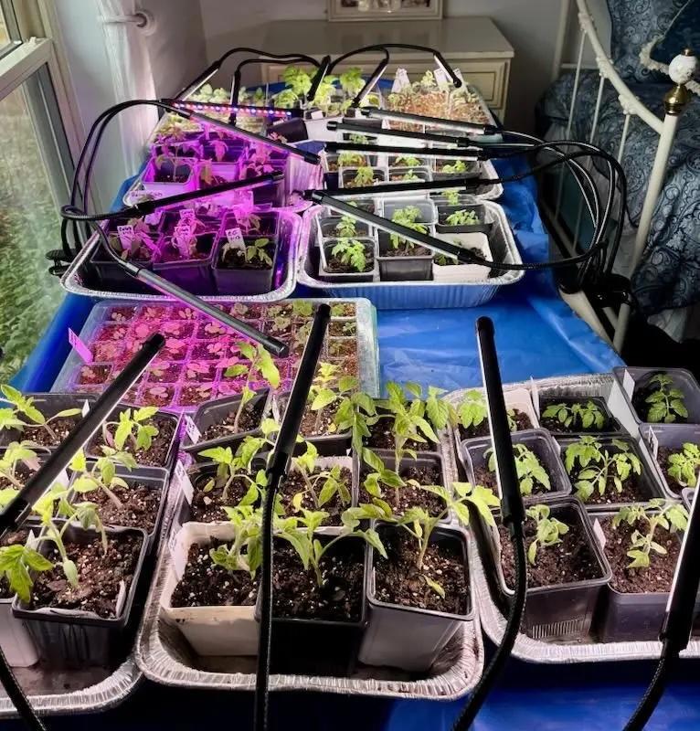  No Backyard? No Problem. Learn to Garden in the City at This Fort Worth Teaching Garden