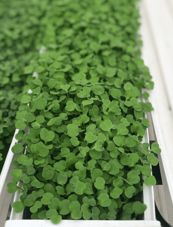 How to Start a Microgreens Business in Houston (Without Quitting Your Day Job)