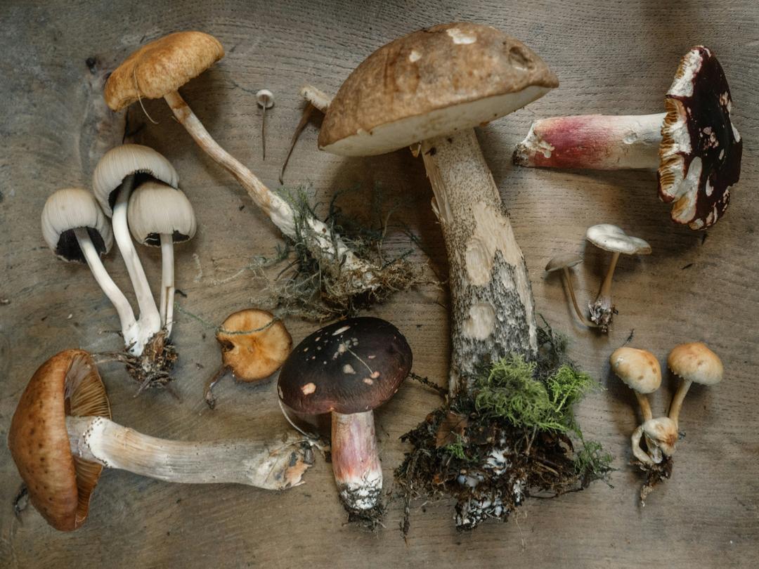 Why We Don’t Have All the Answers on Mushrooms Yet—And What to Do in the Meantime