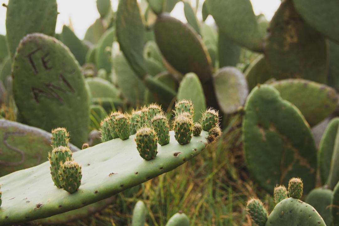 Nopal to the Future: Why Prickly Pear Cactus Is Texas’ Next Supercrop