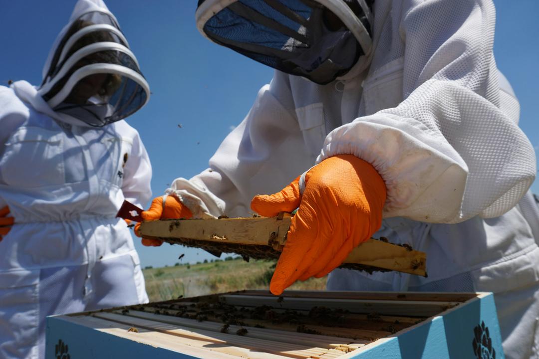 Why Beekeeping Makes an Amazing Date Idea  