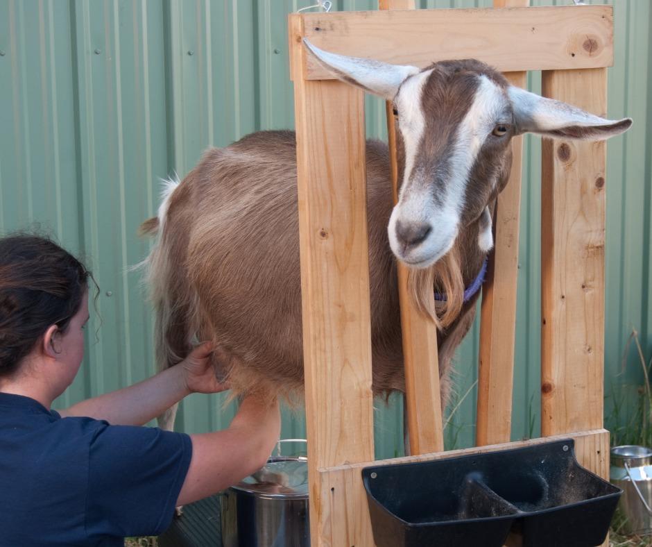 How to Milk a Goat (Perfect for Families & Little Hands!)