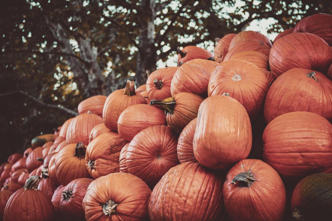 Does It Matter If Your Pumpkin Was Grown Locally? (The Real Story Behind Fall Patches and Food Choices)