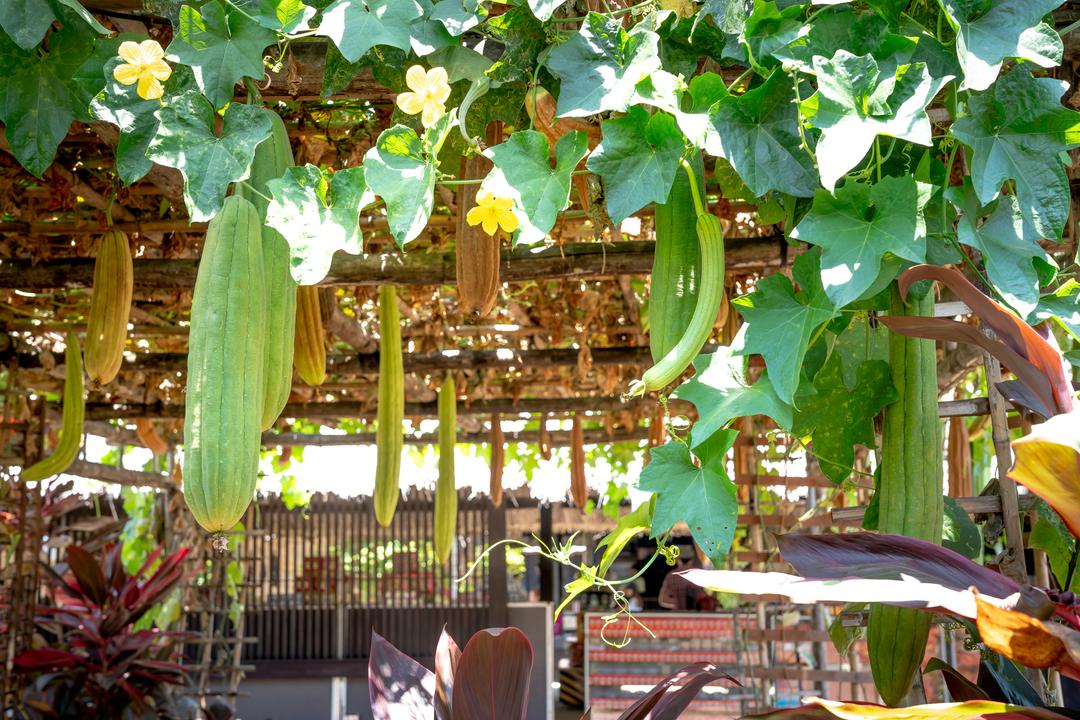 Luffa in Texas: From Bath Sponge to Farm Economy & Pollinator Hero