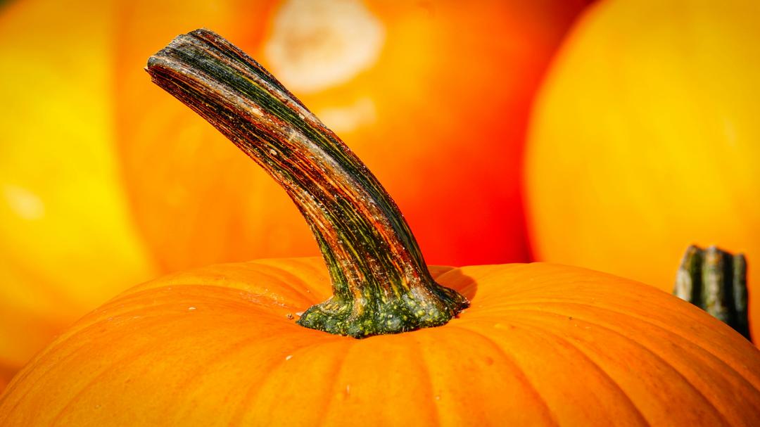 Pumpkin Patches Near Austin for Fall Fun—Festivals and Farm Days