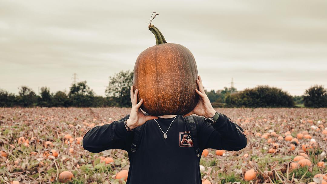 Pumpkin Patches in Houston for Fall Fun—Family Farms and Festivals
