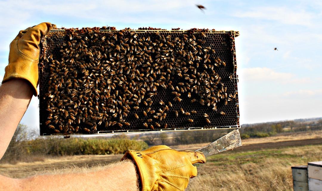 Thinking About Keeping Bees? Start with a Private Session in DFW