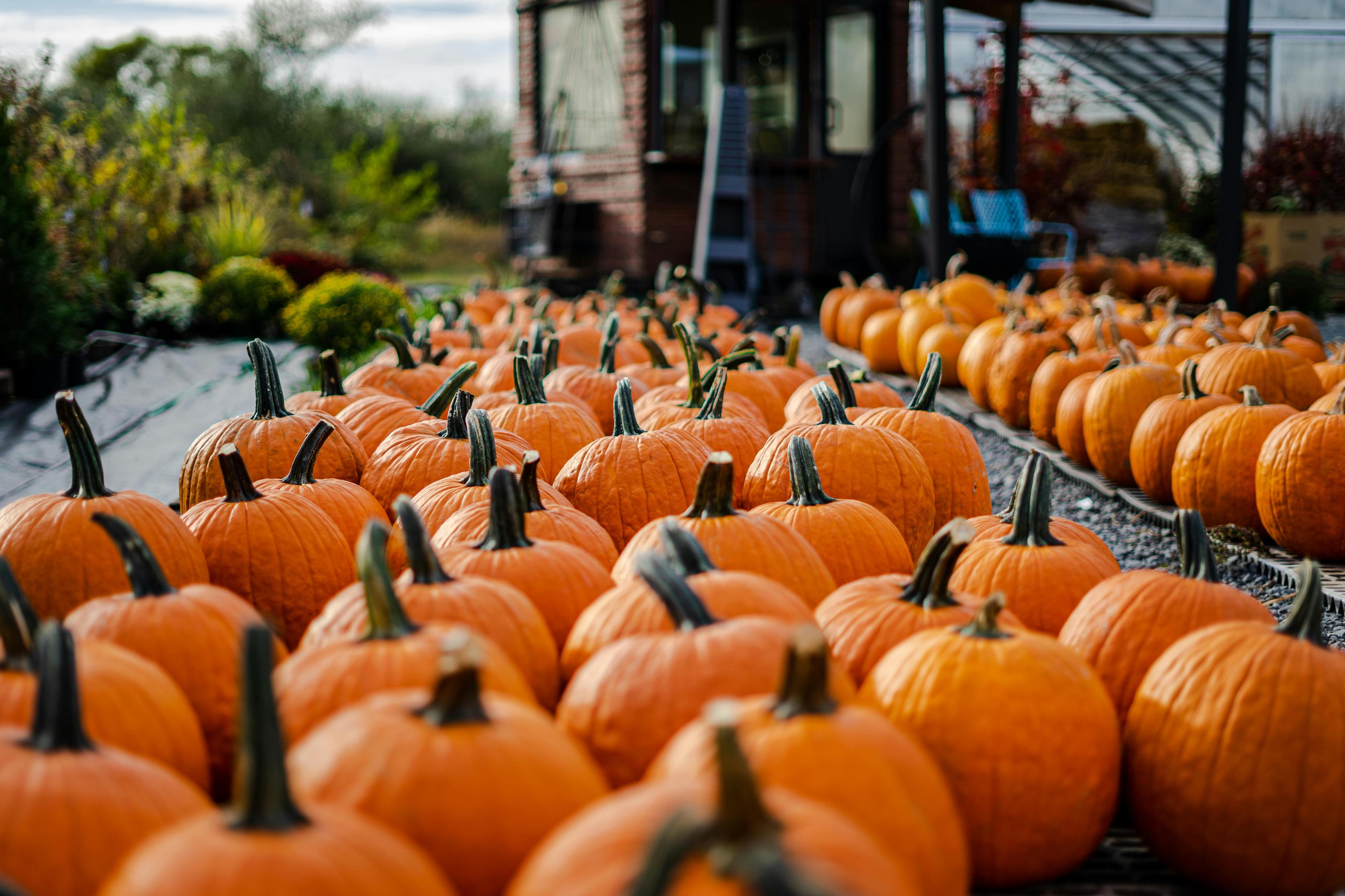 Why Some Pumpkin Patches Don’t Grow Pumpkins (And Why That's Not Always A Bad Thing)