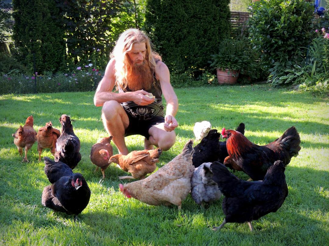 Should Cities Allow Backyard Chickens? A Look at the Debate and Data