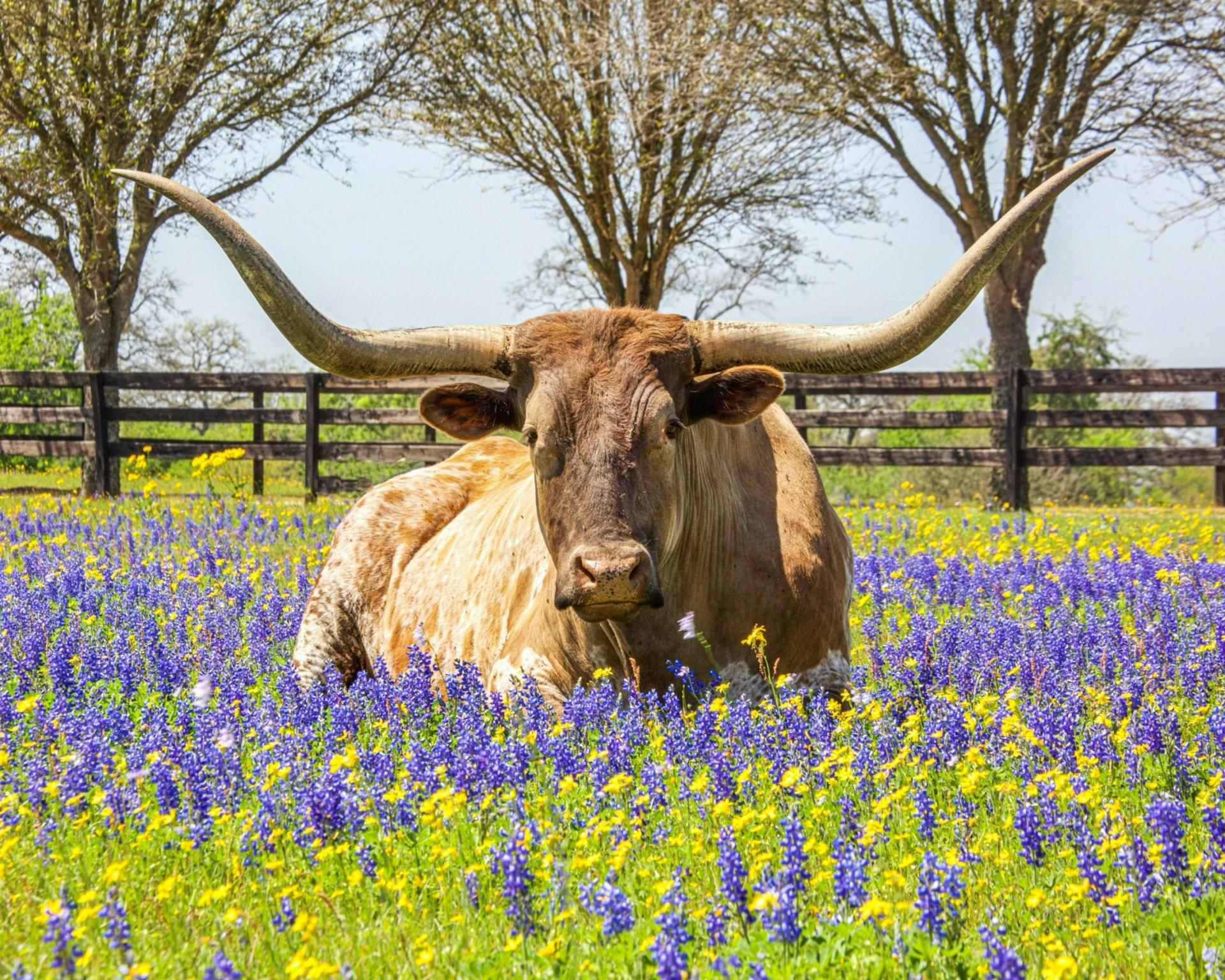 Why Texas Preserves the Longhorn: Inside the State’s Living Heritage Herds