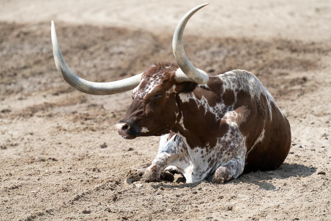 What Do Texas Longhorns Actually Do on a Ranch Today?