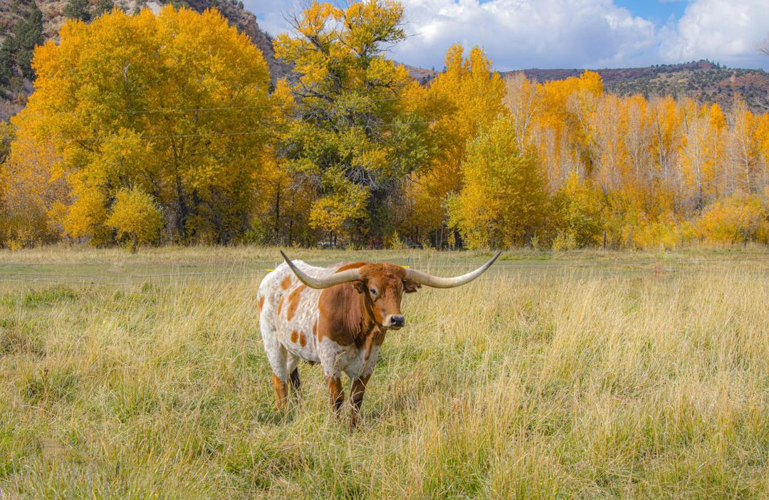 Texas Longhorns: The Breed That Built a State
