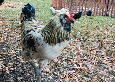 What Science Says About the Benefits of Backyard Chickens