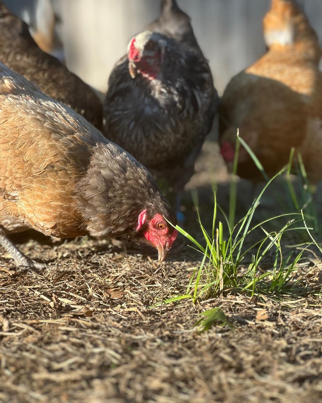 What Makes a Good Backyard Chicken Ordinance? A Practical Guide for Cities and Citizens