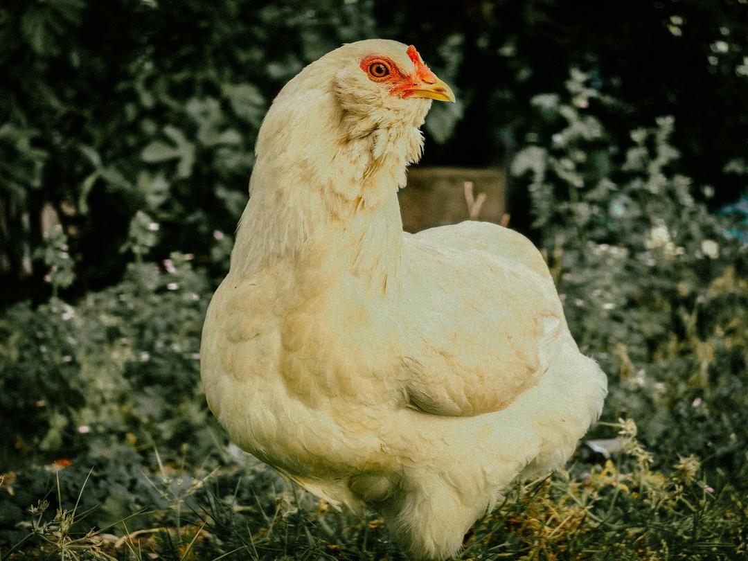 How Cities Changed Their Minds on Backyard Chickens
