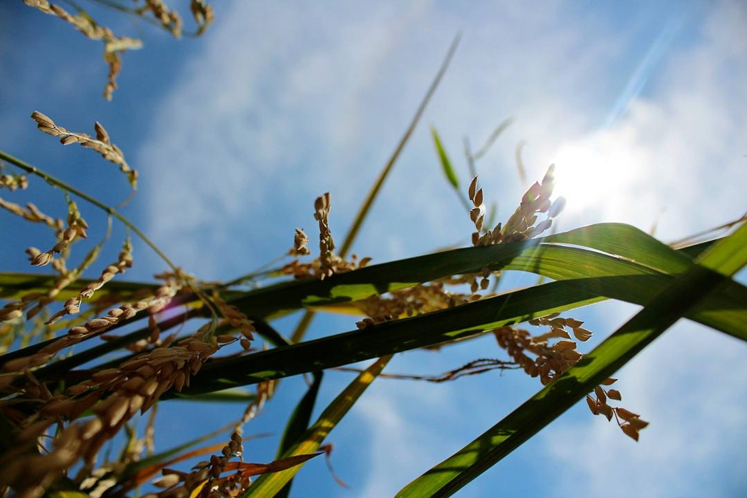 Texas Rice Festival: Food, Culture, and Farm Heritage in Winnie, TX
