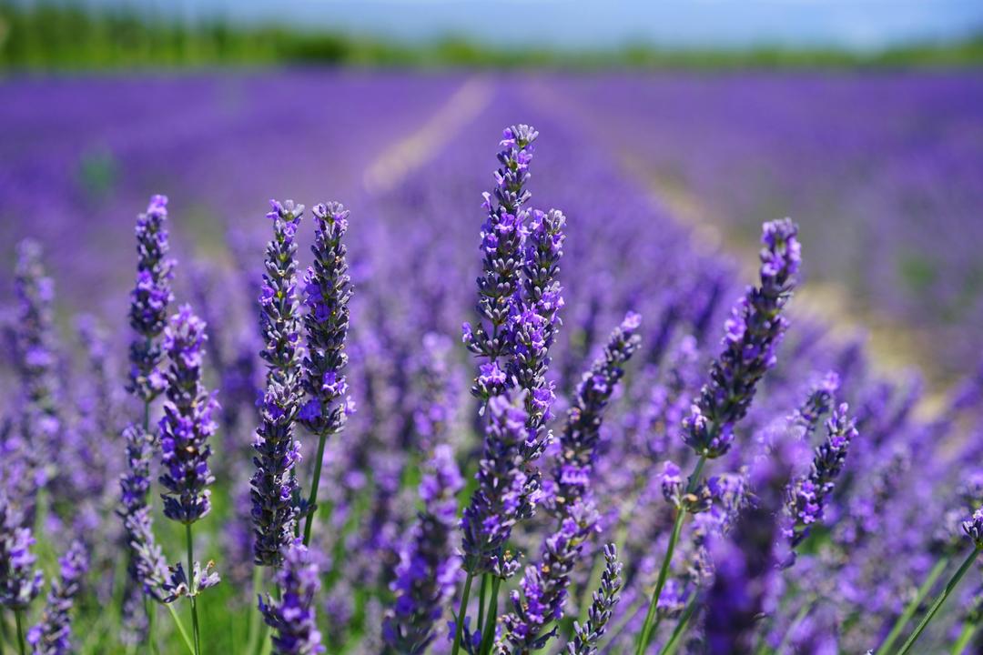 Lavender Farms in Texas? Isn’t It Too Hot?