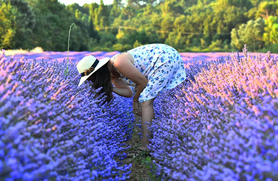 Why Are People So Obsessed with Lavender?