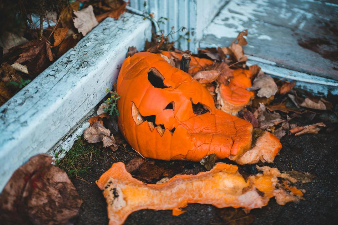 Why We Should Celebrate Rot