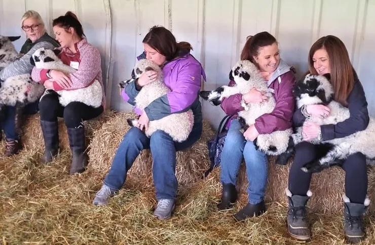 Meet the Lambs: Valais Blacknose Sheep in Texas (Waitlist Now Open)