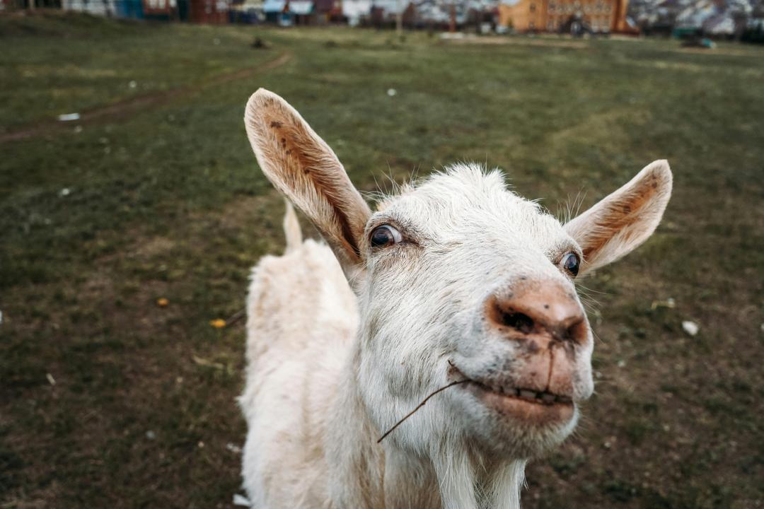 Why Do So Many Small Farms Have Goats?