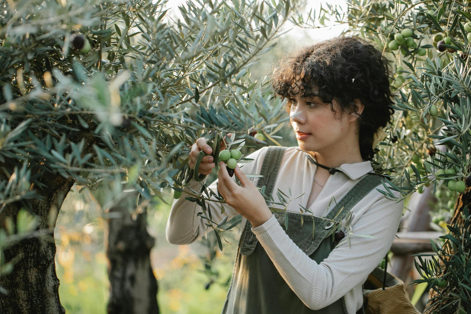 Texas Olive Festival: A Celebration of Local Oil, Culture, and Community