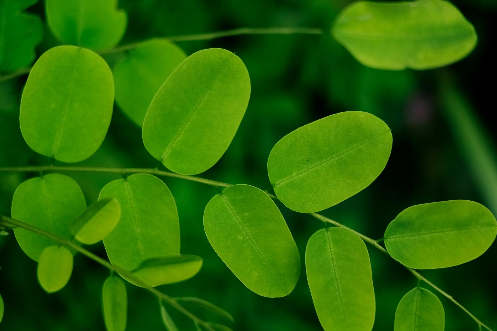 Moringa Benefits: What the Science Actually Says (2025)
