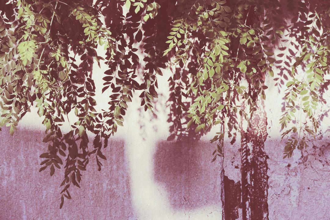 Where Moringa Grows — and How Texas Fits into the Global Landscape