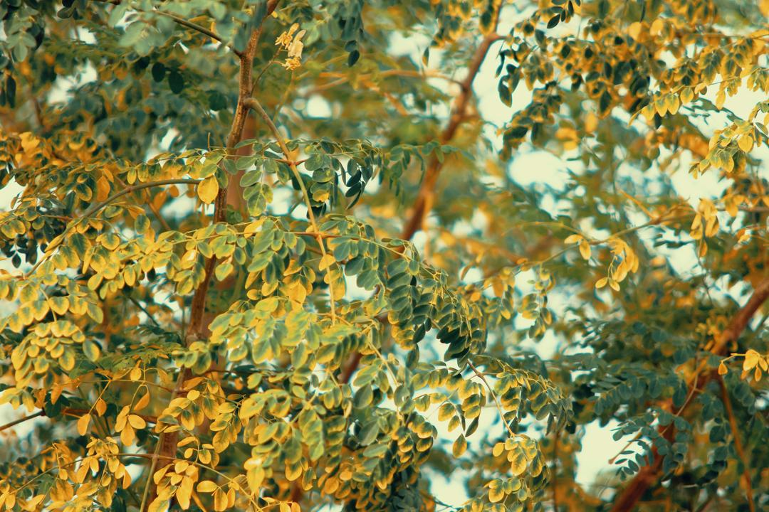 The Changing Story of Moringa Production: From Village Tree to Global Superfood