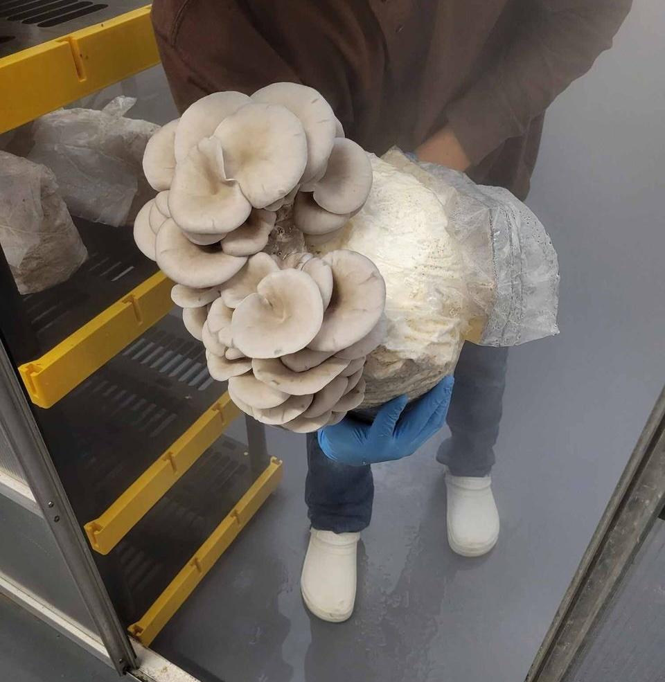Beginner’s Guide to Growing Mushrooms Indoors in Texas