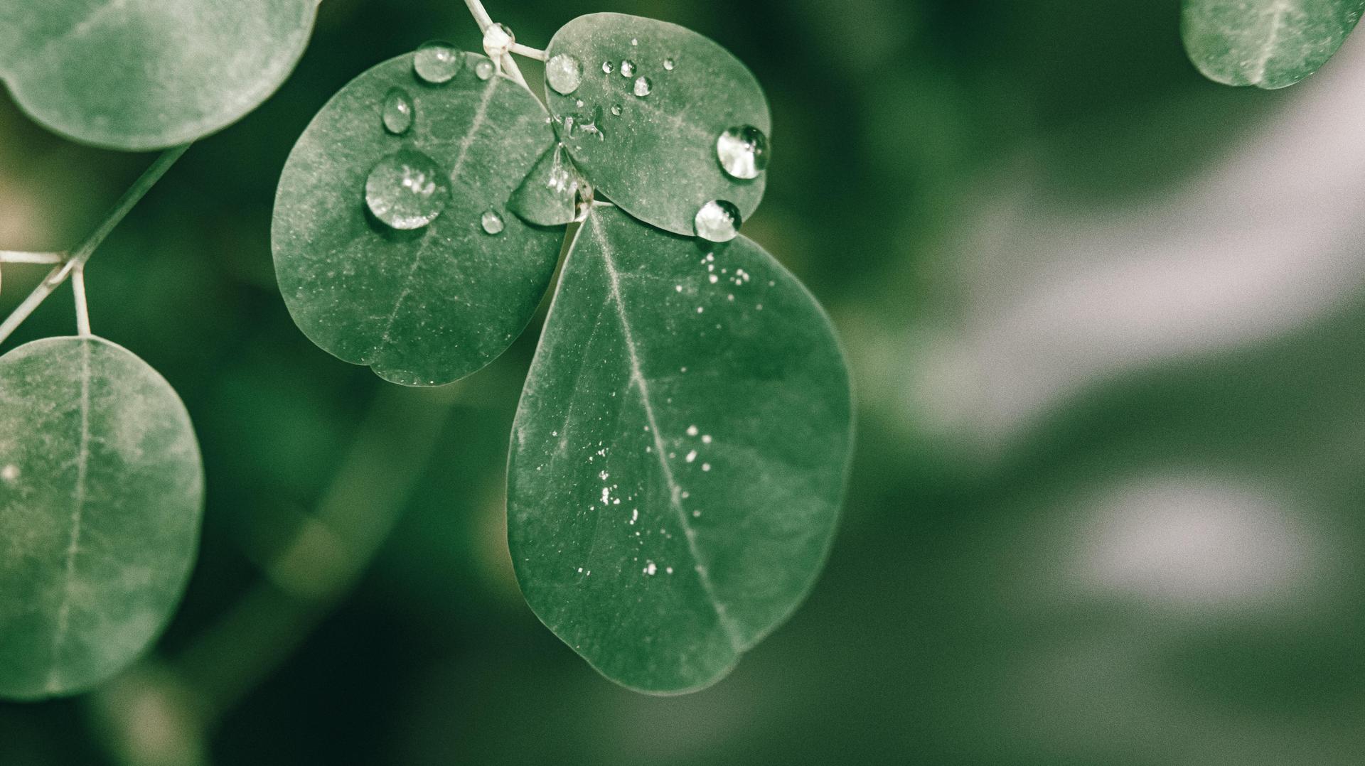 Cooking with Fresh Moringa Leaves: From Garden to Plate