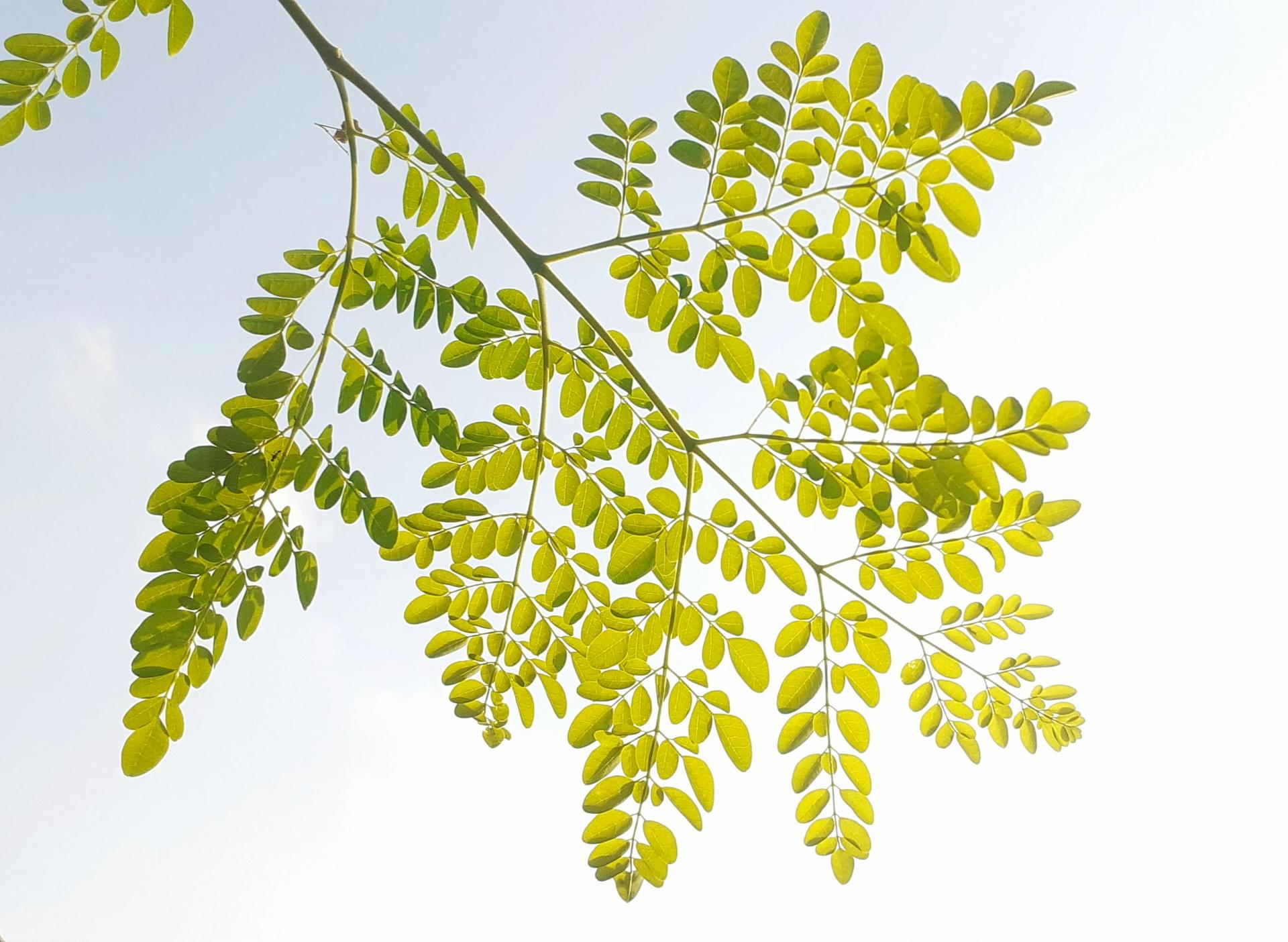 Growing Moringa in Texas: Challenges and Tips for Small Farmers