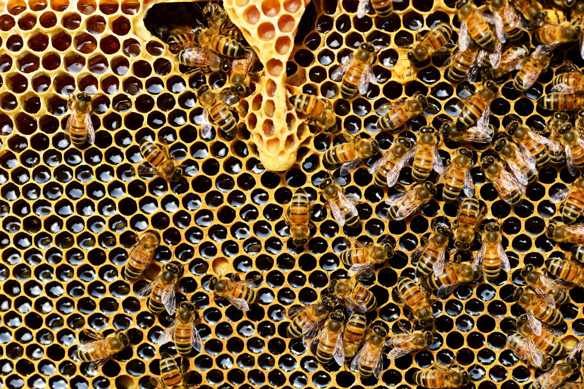 Sweet Celebrations: Honey Festivals Across Texas