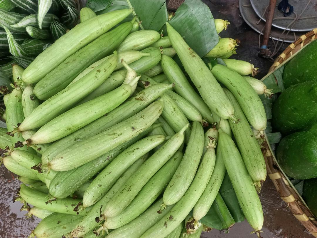 How to Grow Luffa in Texas (And Why It Belongs in Your Garden)