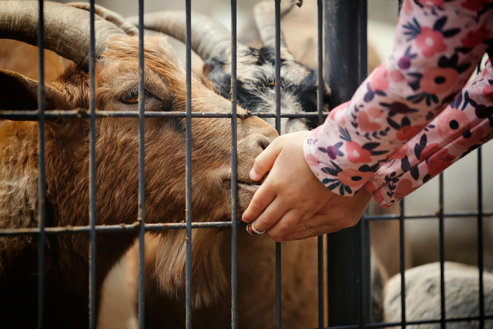 5 Things You’ll Learn on a Goat Farm Tour in North Texas