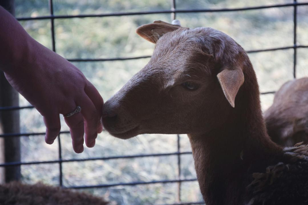 Thinking About Backyard Goats? Visit a Local Farm First
