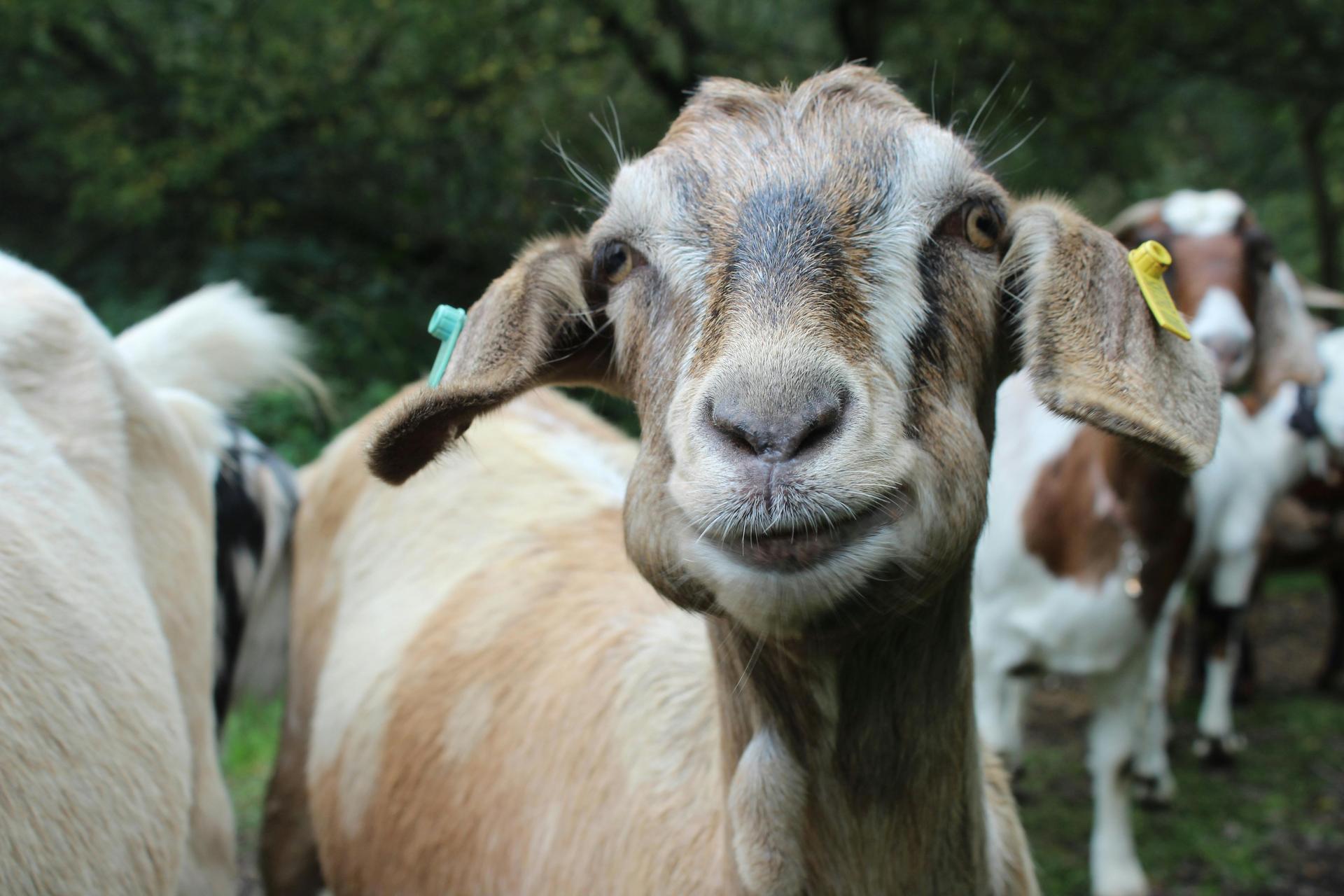 Goat Drama Is Real: Why These Farm Animals Are Smarter (and Cattier) Than You Think