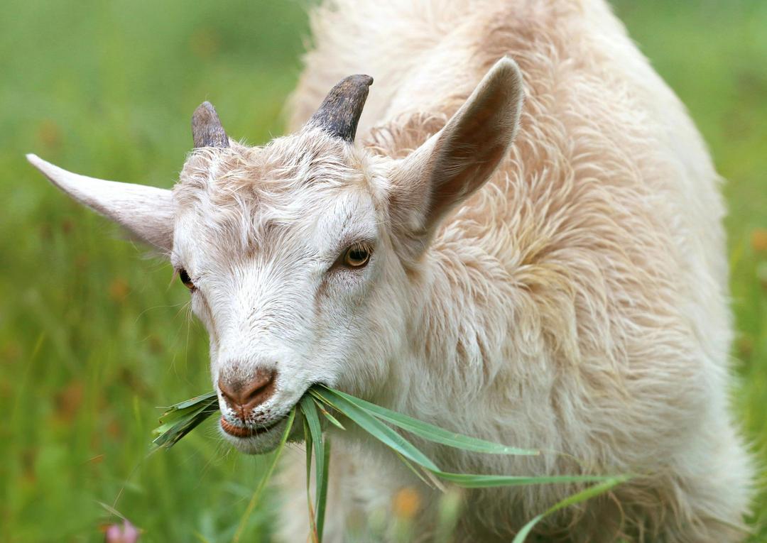 Field Trips on the Farm: The Power of Goats to Teach Science & Empathy
