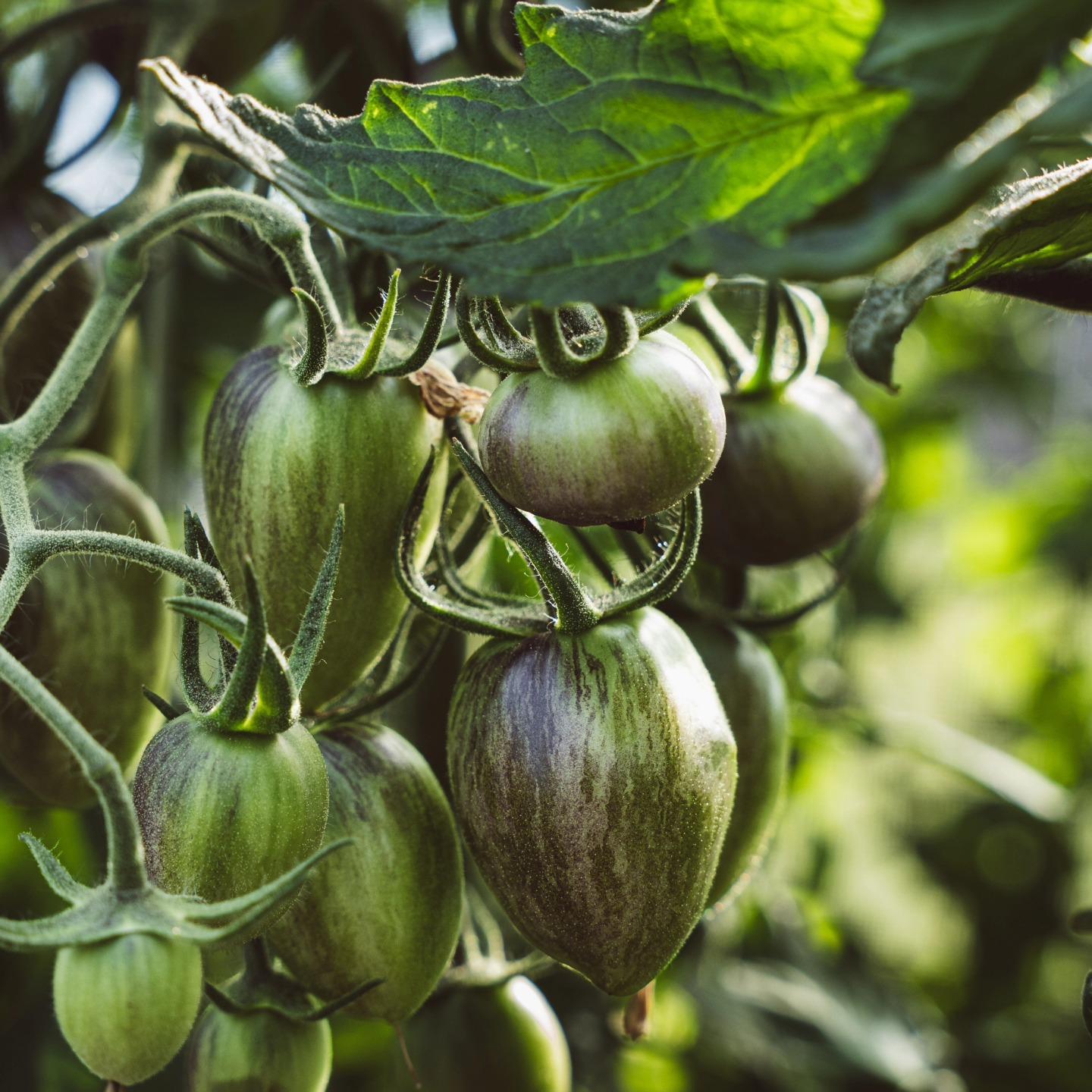 Hydroponics vs. Field Flavor: What the Science Really Says About Tomatoes
