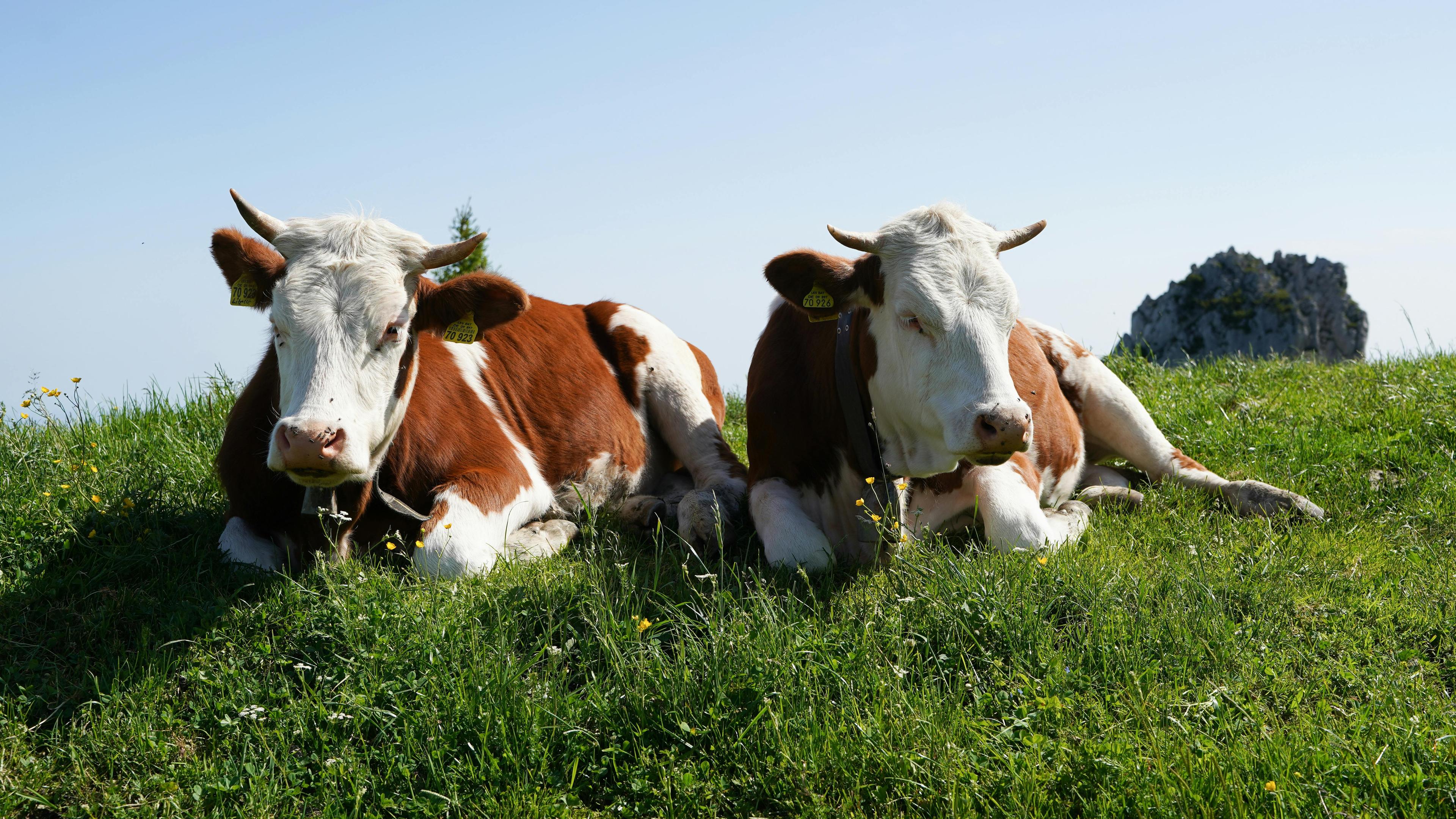 Do Cows Really Have Best Friends? What Science Says About Farm Animal Emotions